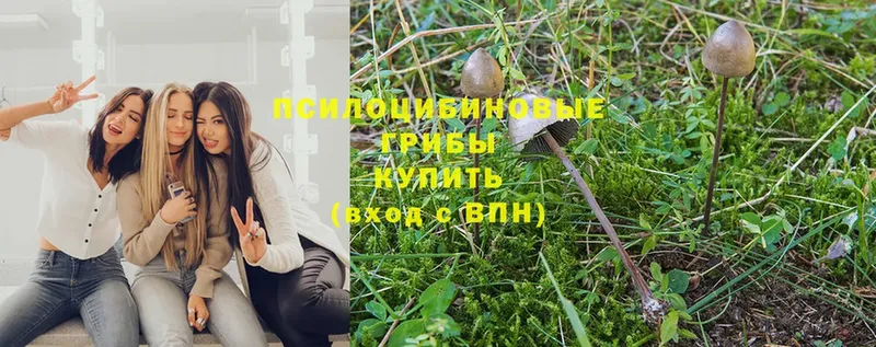 Псилоцибиновые грибы Psilocybe  Льгов 